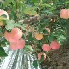 陕西合阳纸袋红富士苹果是名优特产