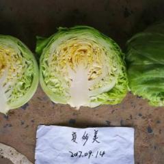 万亩甘蓝大量上市中，数量大，质量优