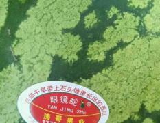 山东潍坊万亩基地种植“金秋红蜜”