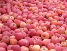 供应冷库洛川纸袋红富士苹果，纸袋红富士苹果价格