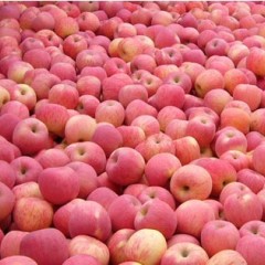 供应冷库洛川纸袋红富士苹果，纸袋红富士苹果价格