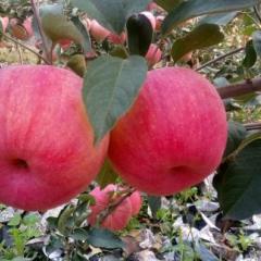 辽宁省●黑山县寒富苹果大量供应