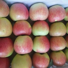 陕西大荔 花冠苹果个头均匀