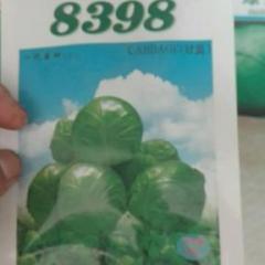 曲周甘蓝种子 常年批发各种甘蓝种子，8398