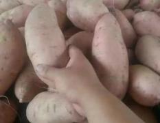 河南开封沙土地龙薯九（6月25号）上市，真诚结交广大红薯界的