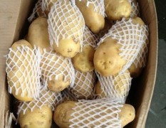 山东昌乐正宗的荷兰十五土豆 适合全国市场