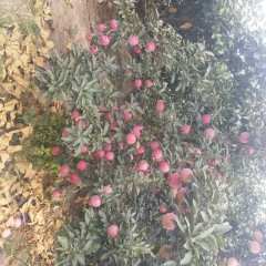 青岛莱西市红星苹果 规格80以上、脆甜