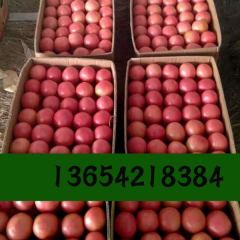 康平两家子乡硬粉西红柿品相好，价格优惠卖