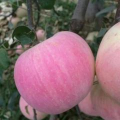 陕西大荔红富士苹果果个大，颜色红