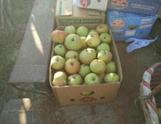 黑山半拉门镇苹果梨大量上市，个大皮薄