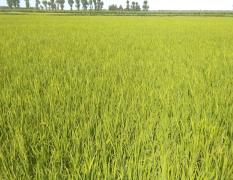 吉林白城优质水稻大量上市