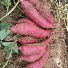 尉氏红薯 颜色好看，质量极佳