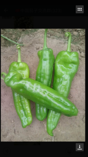 2017年河南夏邑301辣椒价格