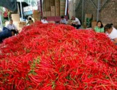 曹张乡谷村农场的红线椒鲜辣椒已经进入收尾期