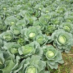 湖南岳阳扁包、白菜、甘蓝大量上市