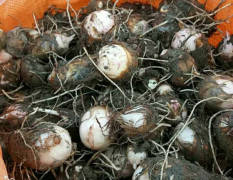 2023新鲜优质红芽芋上市通货