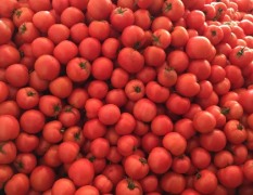 黑山西红柿价格 市场收货有挑选的余地