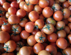 莘县西红柿 今天上货量大，价格平稳