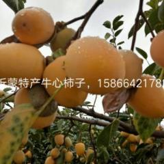 山东费县牛心柿柿子假一赔十