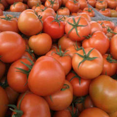 莘县燕店孟庆坡9月大红西红柿柿子