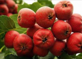 费县10月大金星山楂大量上市。质量好