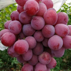 渭南市大荔县红提葡萄已经大量上市