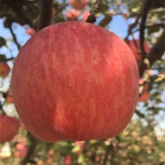 澄城苹果 农药残留国际标准以下