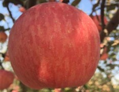 澄城苹果 农药残留国际标准以下