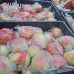 砀山苹果 全国的新老客商，早富士大量上市