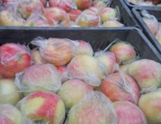砀山苹果 全国的新老客商，早富士大量上市