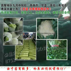 河北昌黎靖安镇希望甘蓝 欢迎广大朋友