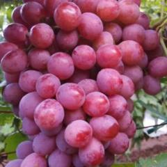临猗孙吉红提葡萄价格适宜