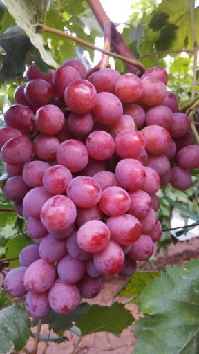 2015年山西临猗红提价格