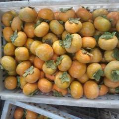 山西临猗野生小柿子产销两旺