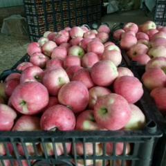临猗纸袋红星苹果品质优 色泽鲜艳