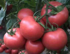 山东省西红柿这就大量上市