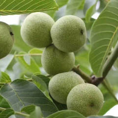 陕西临潼纸皮核桃 老少皆宜营养佳品