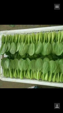 曹县邵庄 小油菜质量好，货源充足