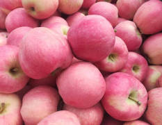 河北辛集中秋王是我地特有品种，有大量种植