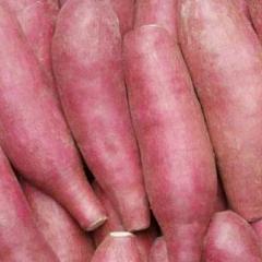 供应辽宁凌海红薯价格适宜【诚信合作】