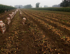 公主岭怀德镇土豆种植面积大产量高