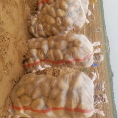 陕西省榆林市榆阳区土豆