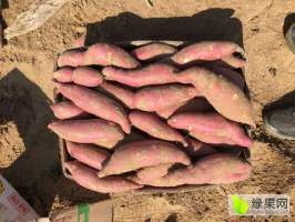 凌海红薯价格行情平稳近期大量上市诚信合作