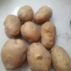 2017鄂托克前旗沙地土豆9月份陆续上市