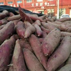 开封范村乡紫薯红薯 有专业的装工，装车工