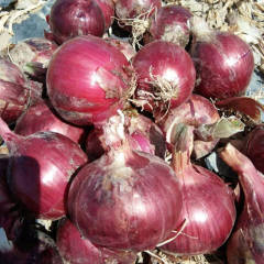 金塔洋葱 红葱100吨，7个以上无掉皮作