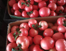 辽宁太和以色列西红柿 进口品种，高温棚种植