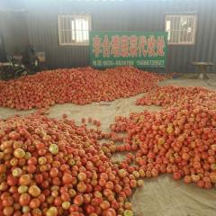 精品西红柿大量供应中