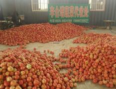 精品西红柿大量供应中