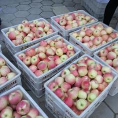 临猗苹果营养丰富闫家邓敏兵诚信合作